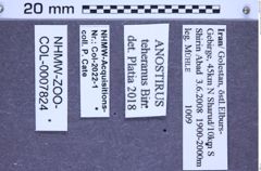 Etiketten zu Anostirus teheranus (Binaghi, 1940) (NHMW-ZOO-COL-0007824)